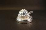 Small Tortoise On Rock