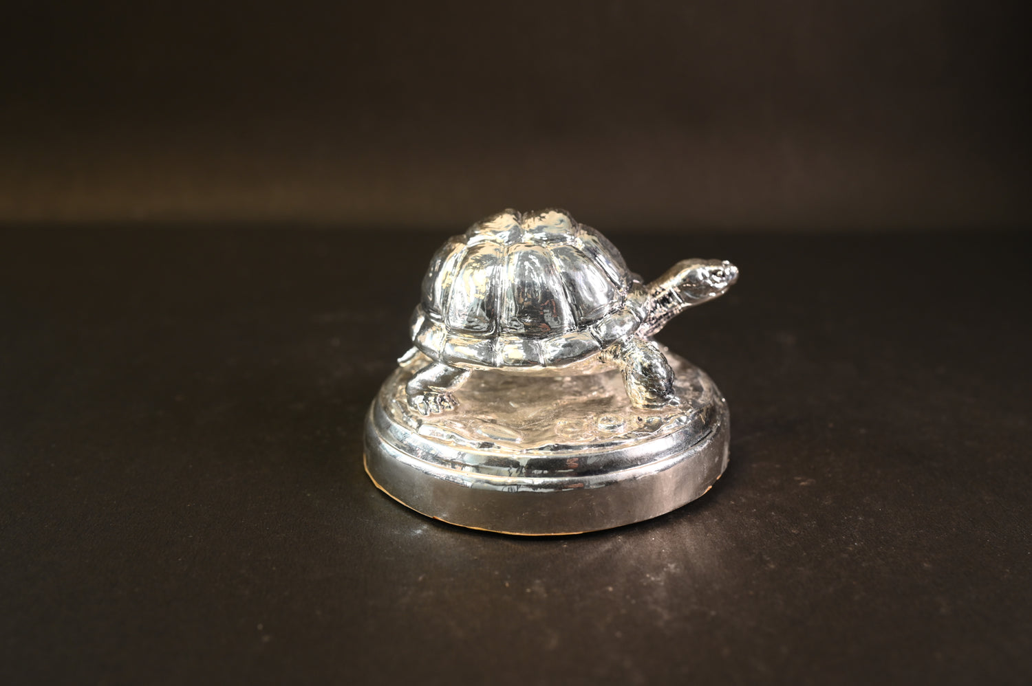Small Tortoise On Rock